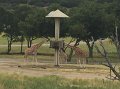 Kids_FossilRim_8-2016 (148)